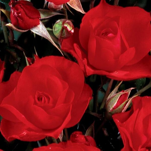 HILLARY FIRST LADY ® Lapcli